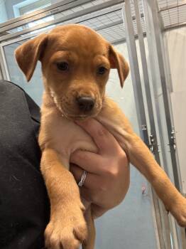 Melody -  Chihuahua Dog for Adoption in Bloomington, Indiana - Melody | PetCurious