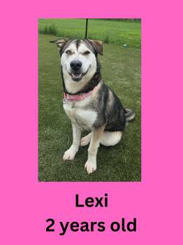 Lexi -  Husky Dog for Adoption in Ravenna, Ohio - Lexi | PetCurious