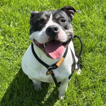 Laney -  Mixed Breed Dog for Adoption in Dubuque, Iowa - Laney | PetCurious