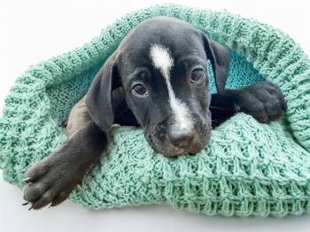 DANNY -  Labrador Retriever and Mixed Breed Dog for Adoption in Fort Lauderdale, Florida - DANNY | PetCurious