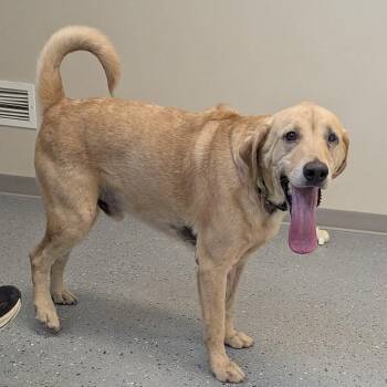 Jake -  Labrador Retriever and Mixed Breed Dog for Adoption in Yankton, South Dakota - Jake | PetCurious