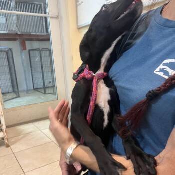 Hudson -  Feist Dog for Adoption in Northbrook, Illinois - Hudson | PetCurious