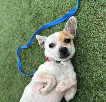 Chihuahua Dogs Available for Adoption - Macaroni | PetCurious