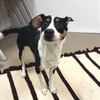 Mixed Breed Dogs Available for Adoption - Orion | PetCurious