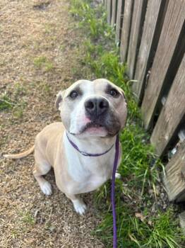 Pit Bull Terrier Dogs Available for Adoption - Ferret | PetCurious