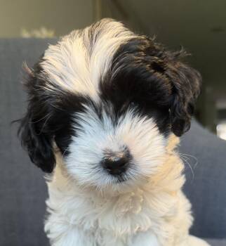 Charlie Brown -  Shih Tzu and Poodle Dog for Adoption in Oakland Park, Florida - Charlie Brown | PetCurious