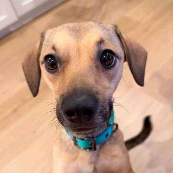 Chickadee *Arriving 7/25* D11810 -  Miniature Dachshund and Beagle Dog for Adoption - Chickadee *Arriving 7/25* D11810 | PetCurious