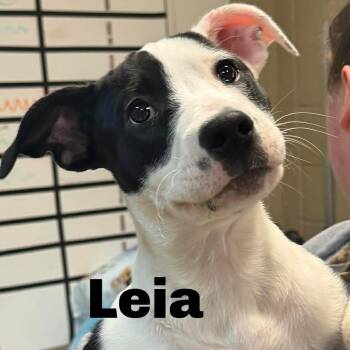 Mixed Breed Dogs Available for Adoption - Leia 260212 | PetCurious
