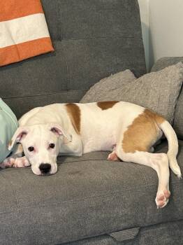 American Staffordshire Terrier Dogs Available for Adoption in Luling, Texas - Pickles Is The Perfect Boy | PetCurious