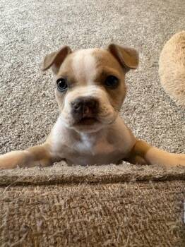 Bow -  Mixed Breed Dog for Adoption - Bow | PetCurious