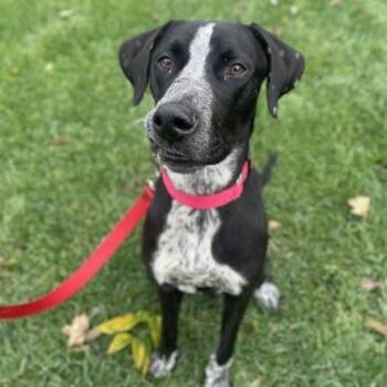 Bubba Gump -  Australian Cattle Dog Blue Heeler and Mixed Breed Dog for Adoption in Merriam, Kansas - Bubba Gump | PetCurious