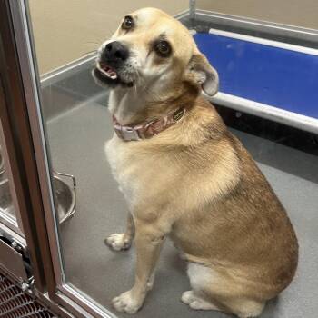 110000 -  Mixed Breed Dog for Adoption in Las Cruces, New Mexico - 110000 | PetCurious