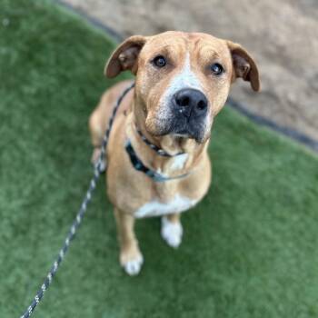 Pit Bull Terrier and Shar Pei Dogs Available for Adoption - Claire | PetCurious