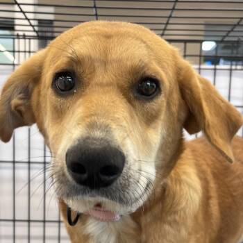 Mixed Breed Dogs Available for Adoption in Bentonville, Arkansas - Rue | PetCurious