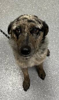 Khaleesi -  Australian Shepherd Dog for Adoption in Greenfield, Indiana - Khaleesi | PetCurious