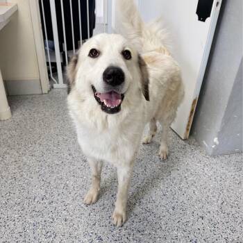 Simone -  Great Pyrenees Dog for Adoption in Yaphank, New York - Simone | PetCurious