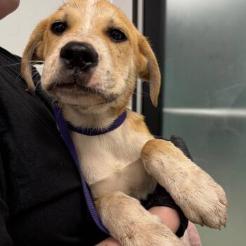 Shepherd Dogs Available for Adoption in Abilene, Texas - Linguine | PetCurious