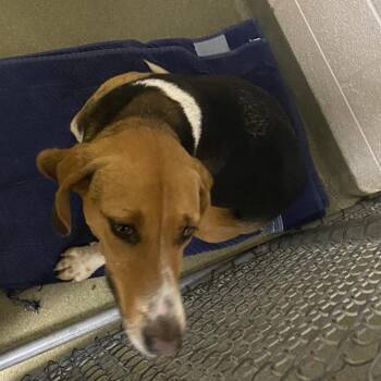 Peach -  Hound Dog for Adoption in Harrisonburg, Virginia - Peach | PetCurious
