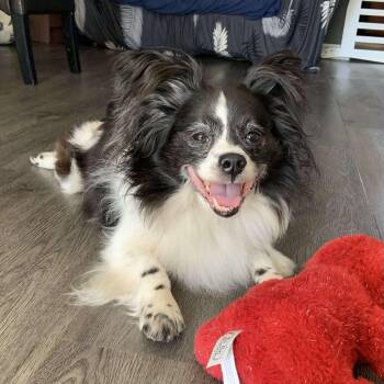 Rescue Papillon Dogs for Adoption in Barrie, Ontario - Kouja | PetCurious