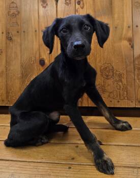 Lincoln -  Cocker Spaniel Dog for Adoption in Parsons, Kansas - Lincoln | PetCurious