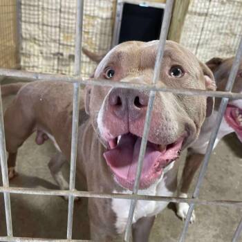 Rescue Mixed Breed Dogs for Adoption in Huntington, West Virginia - Walnut | PetCurious