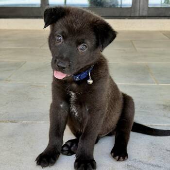 Clutch -  Border Collie and Shepherd Dog for Adoption in Helena, Alabama - Clutch | PetCurious