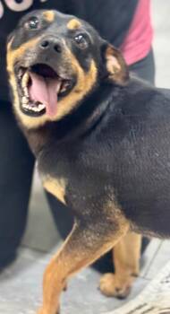 Pug and Australian Cattle Dog Blue Heeler Dogs Available for Adoption in Fort Lupton, Colorado - Rivello | PetCurious