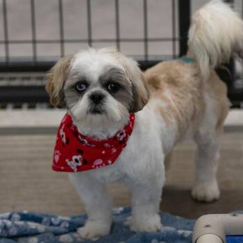 Shih Tzu Dogs Available for Adoption - Chester (F26-45) | PetCurious