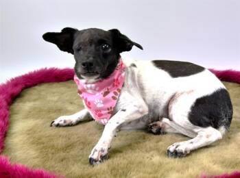 DULCE -  Chihuahua and Mixed Breed Dog for Adoption in Fort Lauderdale, Florida - DULCE | PetCurious