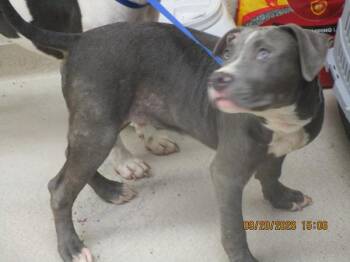 (827) -  Pit Bull Terrier Dog for Adoption in Marietta, Georgia - (827) | PetCurious