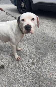 TARA -  Pit Bull Terrier Dog Available for Adoption in Killeen, Texas - TARA | PetCurious