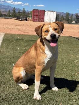 Violet --Courtesy Post. Out of town pet. See below for details-- -  Pit Bull Terrier Dog for Adoption in Eagle, Idaho - Violet --Courtesy Post. Out Of Town Pet. See Below For Details-- | PetCurious