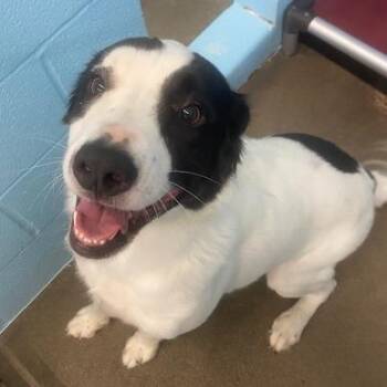 Mixed Breed Dogs Available for Adoption in Ottawa, Kansas - Chase | PetCurious