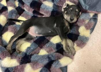 Labrador Retriever Dogs Available for Adoption in Knoxville, Tennessee - Larry | PetCurious