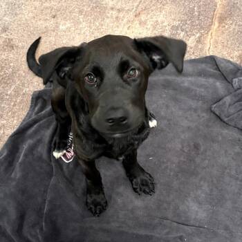 Black Labrador Retriever and Mixed Breed Dogs Available for Adoption in Tulsa, Oklahoma - Bonita | PetCurious