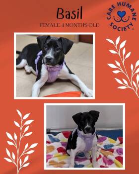 Mixed Breed Dogs Available for Adoption in Watertown, Wisconsin - Basil | PetCurious