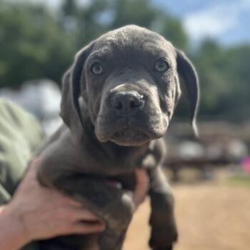 Cane Corso Dogs Available for Adoption in Columbia, South Carolina - Randy Orton | PetCurious