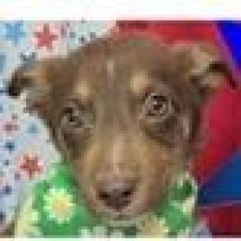 Nesquik -  Shepherd and Mountain Cur Dog for Adoption in Clearwater, Florida - Nesquik | PetCurious