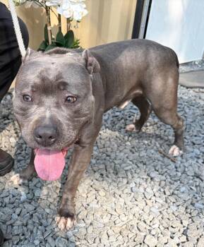 Tank -  Terrier and Mixed Breed Dog for Adoption in Pomona, New York - Tank | PetCurious