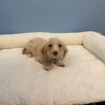 Barbie -  Terrier and Mixed Breed Dog for Adoption in Fresno, California - Barbie | PetCurious