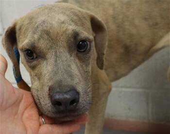 Mixed Breed Dogs Available for Adoption - SKYE | PetCurious