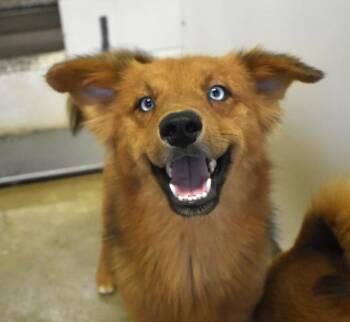 Rescue Corgi and Husky Dogs for Adoption in Georgetown, Texas - Todd | PetCurious