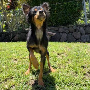 Fudge -  Mixed Breed Dog for Adoption in Keaau, Hawaii - Fudge | PetCurious
