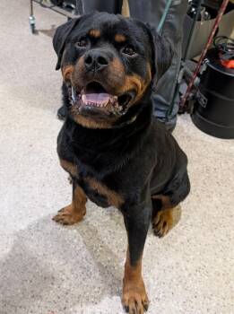 Rescue Rottweiler Dogs for Adoption in Patterson, New York - Vader | PetCurious