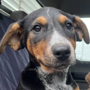 Cattle Dog and Mixed Breed Dogs Available for Adoption in Lake Jackson, Texas - Marty | PetCurious