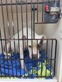 Mufasa -  American Bulldog Dog for Adoption in Mobile, Alabama - Mufasa | PetCurious