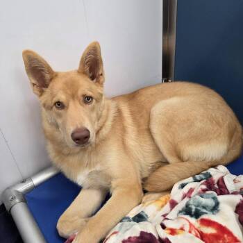Arizona -  Husky and Mixed Breed Dog for Adoption in Clavet, Saskatchewan - Arizona | PetCurious