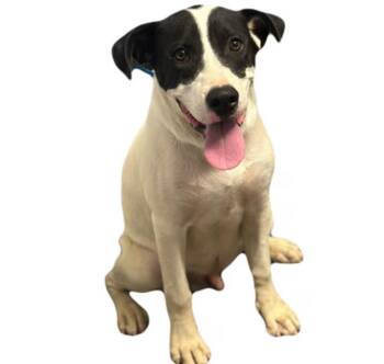 Wolowitz -  Pit Bull Terrier Dog for Adoption in Red Bluff, California - Wolowitz | PetCurious