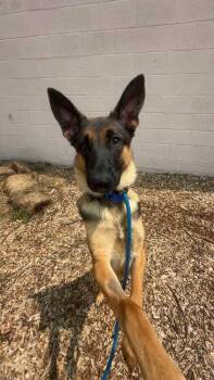 Rescue Belgian Shepherd Malinois Dogs for Adoption in New York, New York - Marco | PetCurious