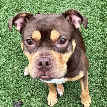 Truvy -  American Bulldog and Mixed Breed Dog for Adoption in Chicago, Illinois - Truvy | PetCurious